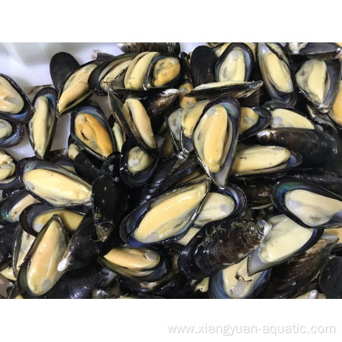 High quality tasty and delicious frozen boiled mussel with factory price